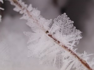 frozen-bog-1-19-2009-10-02-253