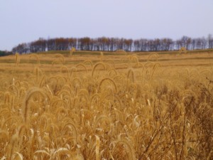 cross-creek-county-park-11-2-2008-12-35-23