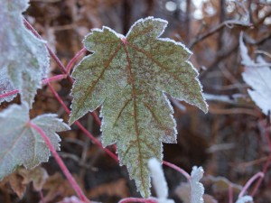 frosty-leaves-10-23-2008-8-35-31-am