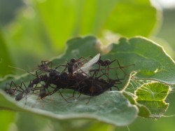 army-ant-invasion-at-catalina-wetland-05212009-165117