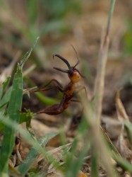 army-ant-invasion-at-catalina-wetland-05212009-165703