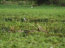 black-necked-stilt-himantopus-mexicanus-05292009-083444