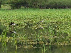 black-necked-stilt-himantopus-mexicanus-05292009-083554