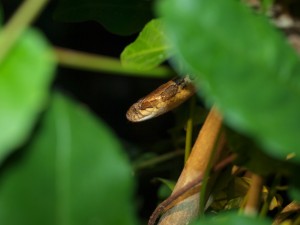 cat-eyed-snake-leptodeira-annulata-04302009-231115