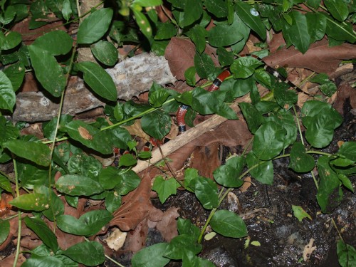 central-american-coral-snake-micrurus-nigrocinctus-04302009-230250