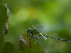 dragonfly-05152009-121139