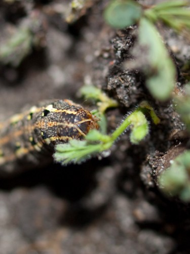 dry-lagoon-catepillars-05082009-170504