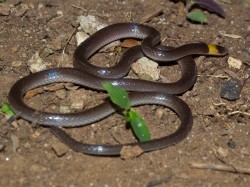 enulius-flavitorques-longtailed-snake-05222009-102157