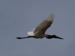 jabiru-jabiru-mycteria-05022009-100123-2