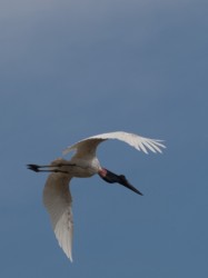 jabiru-jabiru-mycteria-05022009-100125