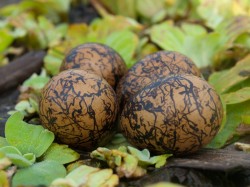 Figure 1 - Jacana nest with 4 eggs