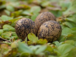 Figure 2 - Jacana nest with 3 eggs