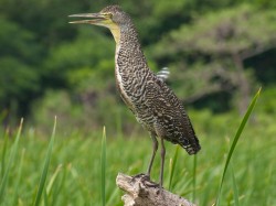 juvenile-bare-throated-tiger-heron-05232009-100529