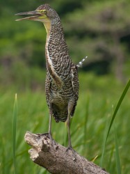 juvenile-bare-throated-tiger-heron-05232009-100623