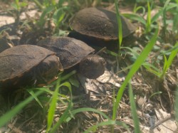 kinosternon-scropioides-orange-cheeked-mud-turtle-hatchlings-05292009-092041