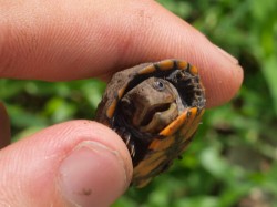 kinosternon-scropioides-orange-cheeked-mud-turtle-hatchlings-05292009-092056-2