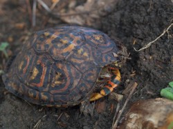 painted-wood-turtle-rhinoclemmys-pulcherrima-05052009-073139