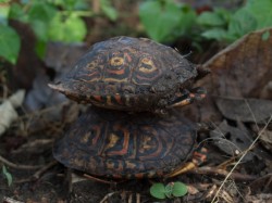 painted-wood-turtle-rhinoclemmys-pulcherrima-05052009-073408