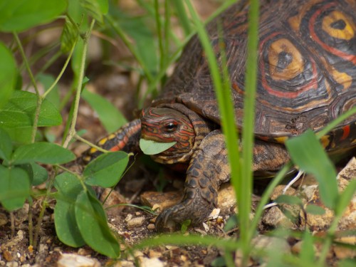 painted-wood-turtle-rhinoclemmys-pulcherrima-05152009-082309