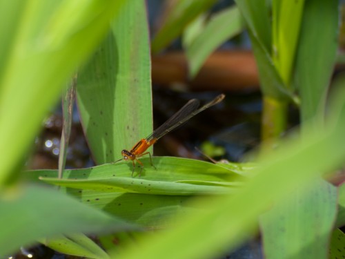 resting-damslefly-05102009-100826