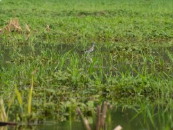 solitary-sandpiper-tringa-solitaria-05292009-083547