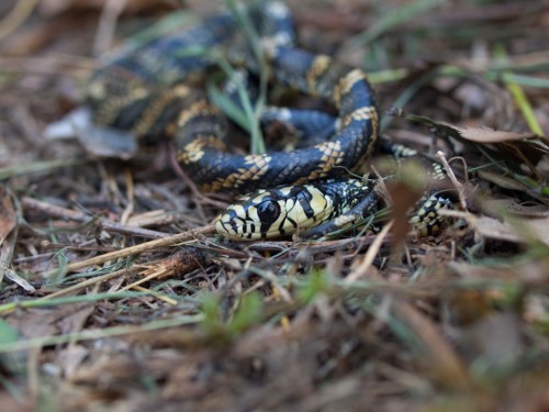 spilotes-pullatus-tiger-ratsnake-05222009-095645