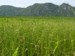 Figure 3 - Massive herbivory on the macrophyte from Figure 1.