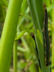 Figure 4 - An active herbivorous caterpillar on the macrophyte from Figure 1