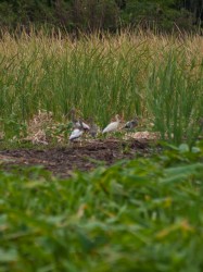 white-ibis-eudocimus-albus-05032009-160733