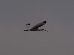 white-ibis-eudocimus-albus-05032009-160752