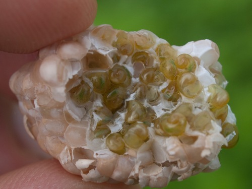 Apple snail eggs - Pomacea flagullata - 06.29.2009 - 08.13.06