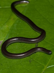 Blindsnake - Leptotyphlops ater - 06.14.2009 - 12.28.43