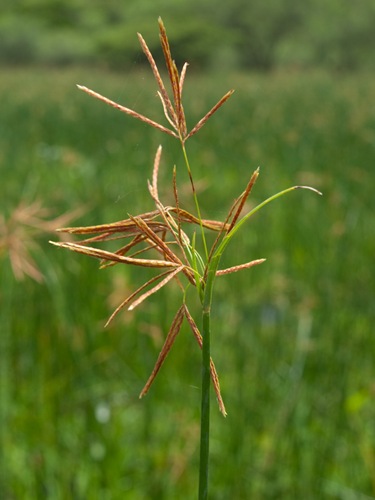 Cyperaceae - Cyperus articulatus - Sedge - 06.29.2009 - 10.36.00