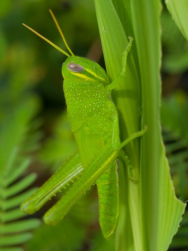 Large grass hopper on Thalia - 06.29.2009 - 10.28.20