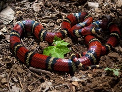 Milksnake - Lampropeltis triangulum - 06.27.2009 - 11.19.51