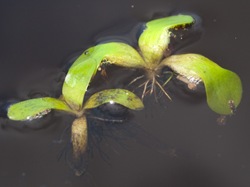 Pontederiaceae - Eichhornia crassipes - Water hyacinth - 06.29.2009 - 10.08.15