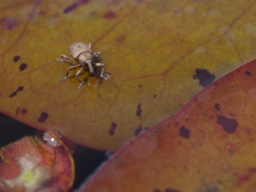 Weevil on waterlily - 06.29.2009 - 10.12.41