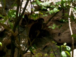 baby-pisote-coati-06042009-110651