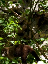 baby-pisote-coati-06042009-110655