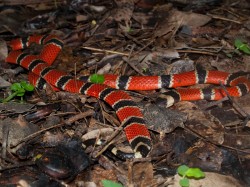 central-american-coral-snake-micrurus-nigrocinctus-06012009-084017