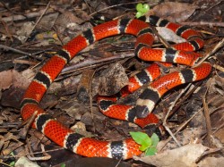 After several minutes of, the snake settled down a bit and posed briefly.