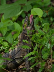 ctenasaura-similis-feeding-05282009-133635