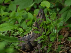 ctenasaura-similis-feeding-05282009-133636