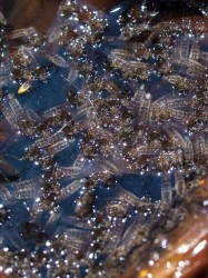 Pupa exuvia are concentrated in small pockets of open water.  