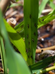 For every blade of grass, there are 20 mosquitoes.