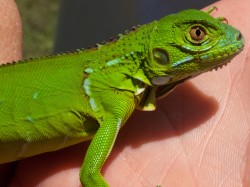 green-iguana-iguana-iguana-06032009-115340