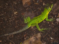 juvenile-ctenosaura-06022009-115434