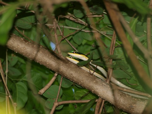 leptophis-mexicanus-parrotsnake-mating-05302009-141215