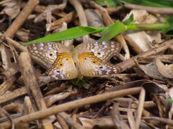 mating-butterflies-05302009-084052