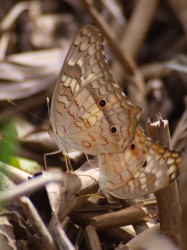 mating-butterflies-05302009-084145